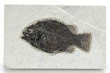 Detailed Fossil Fish (Cockerellites) - Wyoming #342444-1
